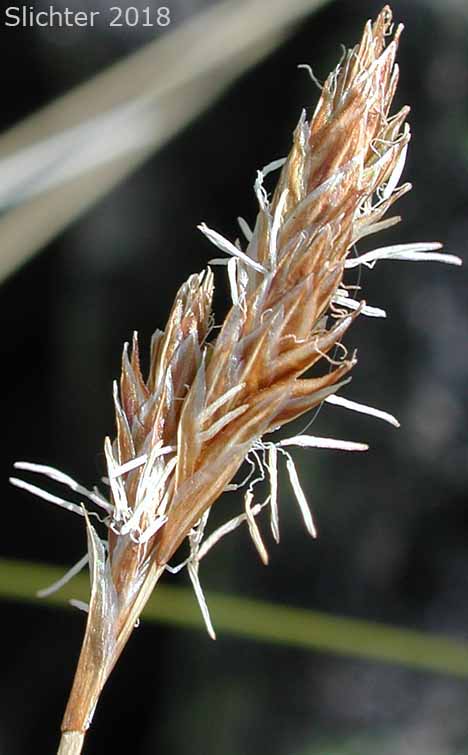 Liddon Sedge, Liddon's Sedge: Carex petasata (Synonym: Carex liddonii)