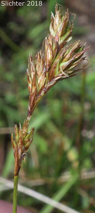 Liddon's Sedge: Carex petasata (Synonym: Carex liddonii)
