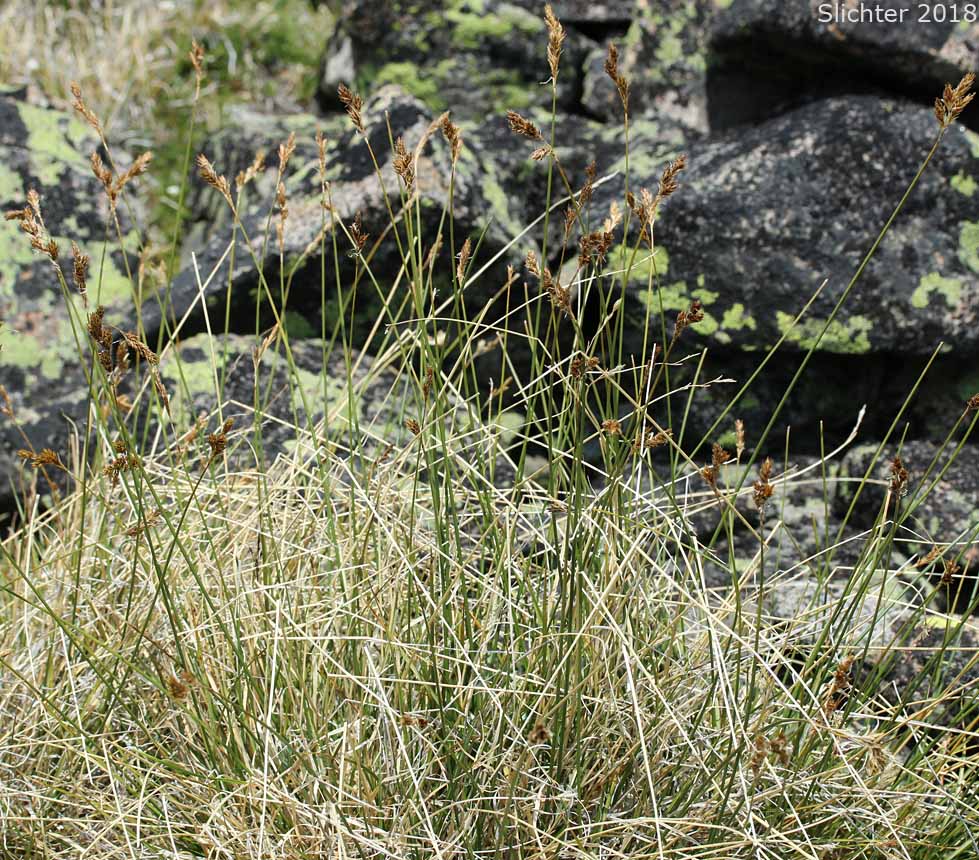 Dunhead Sedge, Mountain Hare Sedge: Carex phaeocephala (Synonym: Carex eastwoodiana)