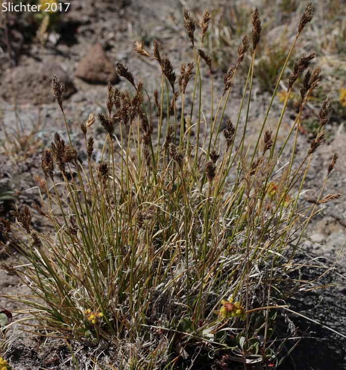 Dunhead Sedge, Mountain Hare Sedge: Carex phaeocephala (Synonym: Carex eastwoodiana)