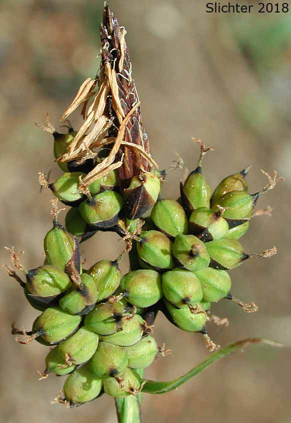 Raynold's Sedge: Carex raynoldsii (Synonym: Carex lyallii)