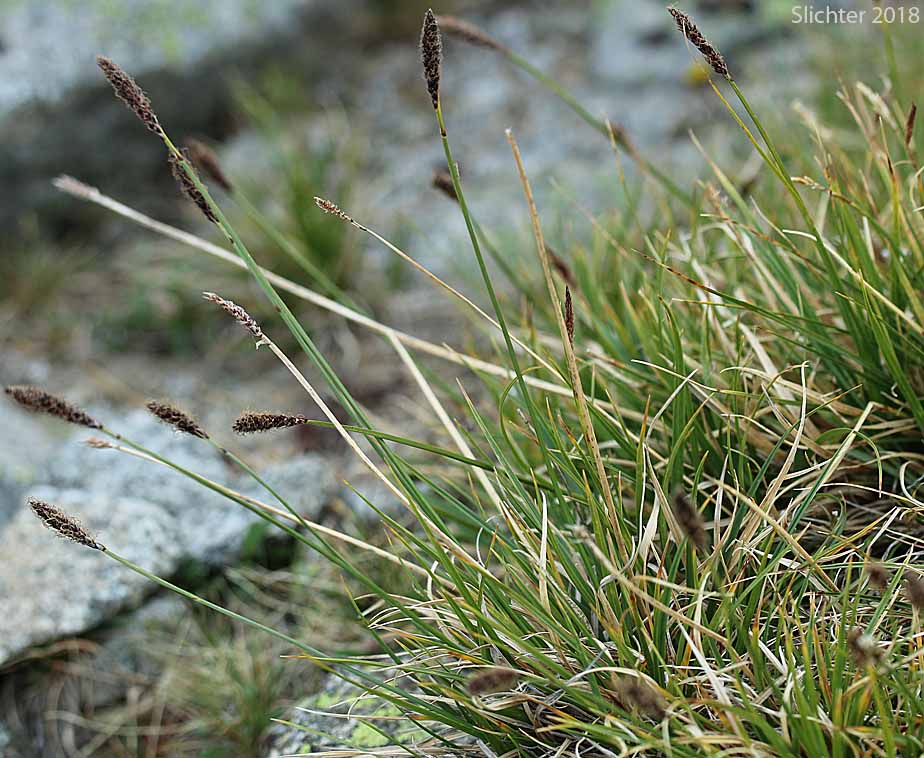 Northern Singlespike Sedge, Snowbank Sedge: Carex scirpoidea ssp. scirpoidea (Synonyms: Carex athabascensis, Carex scirpiformis, Carex scirpoidea var. scirpiformis)