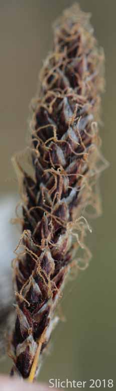 Northern Singlespike Sedge, Snowbank Sedge: Carex scirpoidea ssp. scirpoidea (Synonyms: Carex athabascensis, Carex scirpiformis, Carex scirpoidea var. scirpiformis)