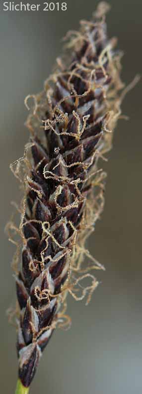 Northern Singlespike Sedge, Snowbank Sedge: Carex scirpoidea ssp. scirpoidea (Synonyms: Carex athabascensis, Carex scirpiformis, Carex scirpoidea var. scirpiformis)
