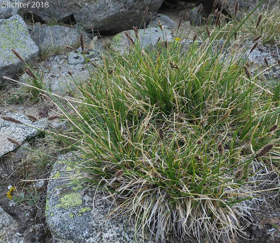 Northern Singlespike Sedge, Snowbank Sedge: Carex scirpoidea ssp. scirpoidea (Synonyms: Carex athabascensis, Carex scirpiformis, Carex scirpoidea var. scirpiformis)