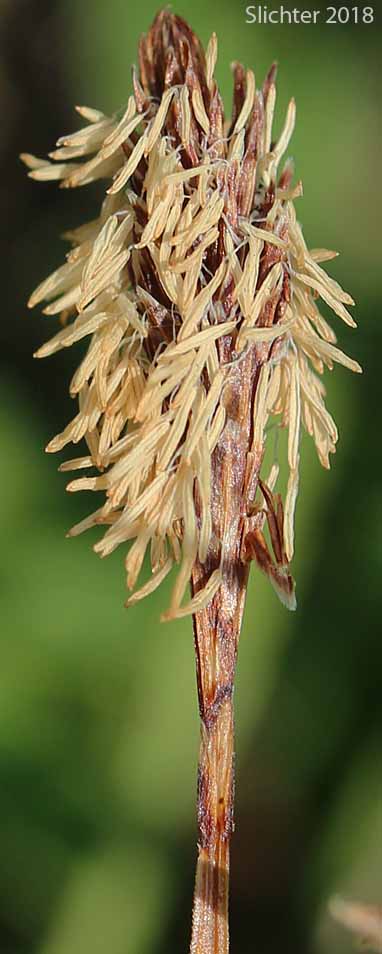 Male spike of Northern Singlespike Sedge, Snowbank Sedge: Carex scirpoidea ssp. scirpoidea (Synonyms: Carex athabascensis, Carex scirpiformis, Carex scirpoidea var. scirpiformis)