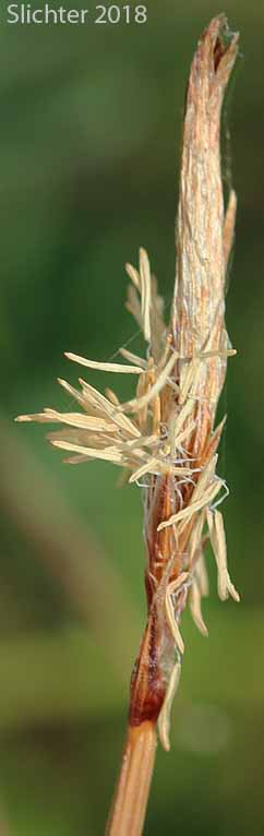 Male spike of Northern Singlespike Sedge, Snowbank Sedge: Carex scirpoidea ssp. scirpoidea (Synonyms: Carex athabascensis, Carex scirpiformis, Carex scirpoidea var. scirpiformis)