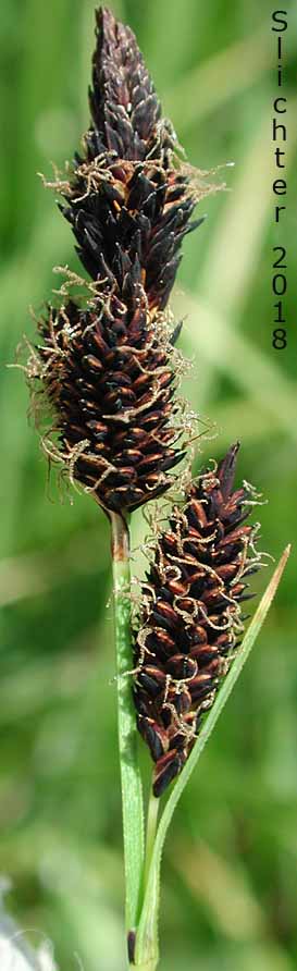 Inflorescence of Rocky Mountain Sedge, Mountain Sedge, Sierra Alpine Sedge: Carex scopulorum var. bracteosa (Synonyms: Carex campylocarpa, Carex campylocarpa ssp. affinis, Carex gymnoclada, Carex scopulorum var. scopulorum)