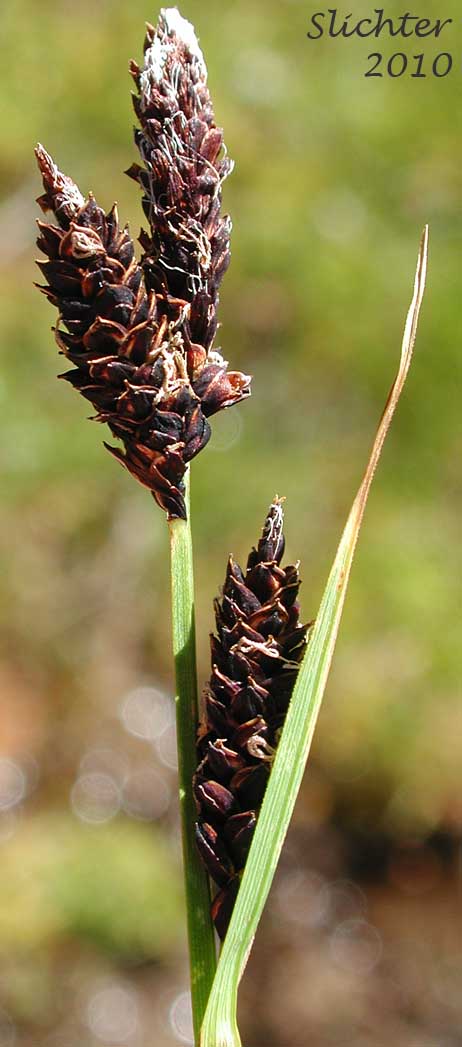 Inflorescence of Rocky Mountain Sedge, Mountain Sedge, Sierra Alpine Sedge: Carex scopulorum var. bracteosa (Synonyms: Carex campylocarpa, Carex campylocarpa ssp. affinis, Carex gymnoclada)