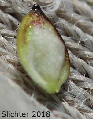 Rocky Mountain Sedge, Mountain Sedge, Sierra Alpine Sedge: Carex scopulorum var. bracteosa (Synonyms: Carex campylocarpa, Carex campylocarpa ssp. affinis, Carex gymnoclada, Carex scopulorum var. scopulorum)