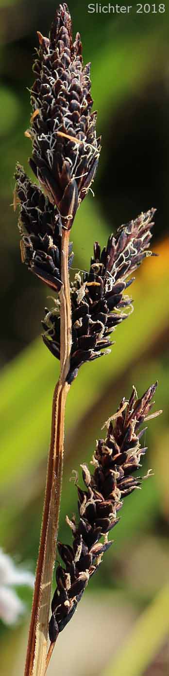 Rocky Mountain Sedge, Mountain Sedge, Sierra Alpine Sedge: Carex scopulorum var. bracteosa (Synonyms: Carex campylocarpa, Carex campylocarpa ssp. affinis, Carex gymnoclada, Carex scopulorum var. scopulorum)