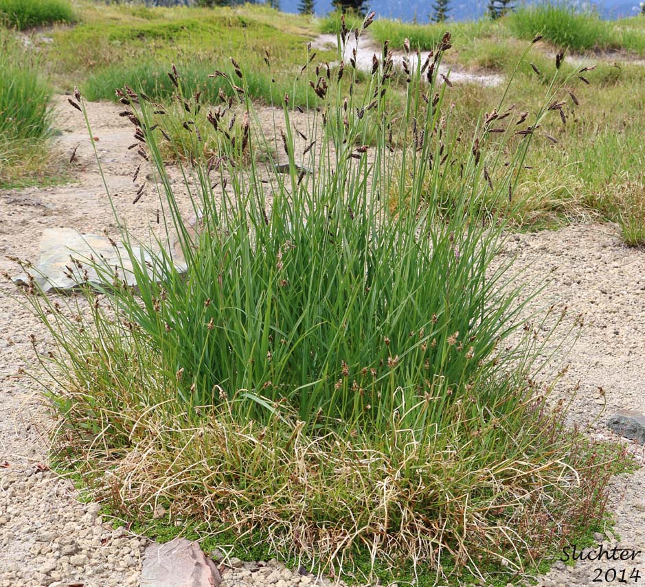 Showy Sedge: Carex spectabilis (Synonyms: Carex invisa, Carex nigella, Carex spectabilis var. superba, Carex tolmiei, Carex tolmiei var. invisa)