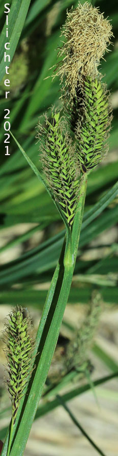 Showy Sedge: Carex spectabilis (Synonyms: Carex invisa, Carex nigella, Carex spectabilis var. superba, Carex tolmiei, Carex tolmiei var. invisa)