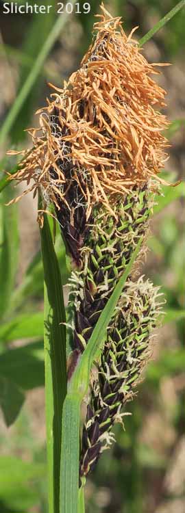 Inflorescence of Showy Sedge: Carex spectabilis (Synonyms: Carex invisa, Carex nigella, Carex spectabilis var. superba, Carex tolmiei, Carex tolmiei var. invisa)