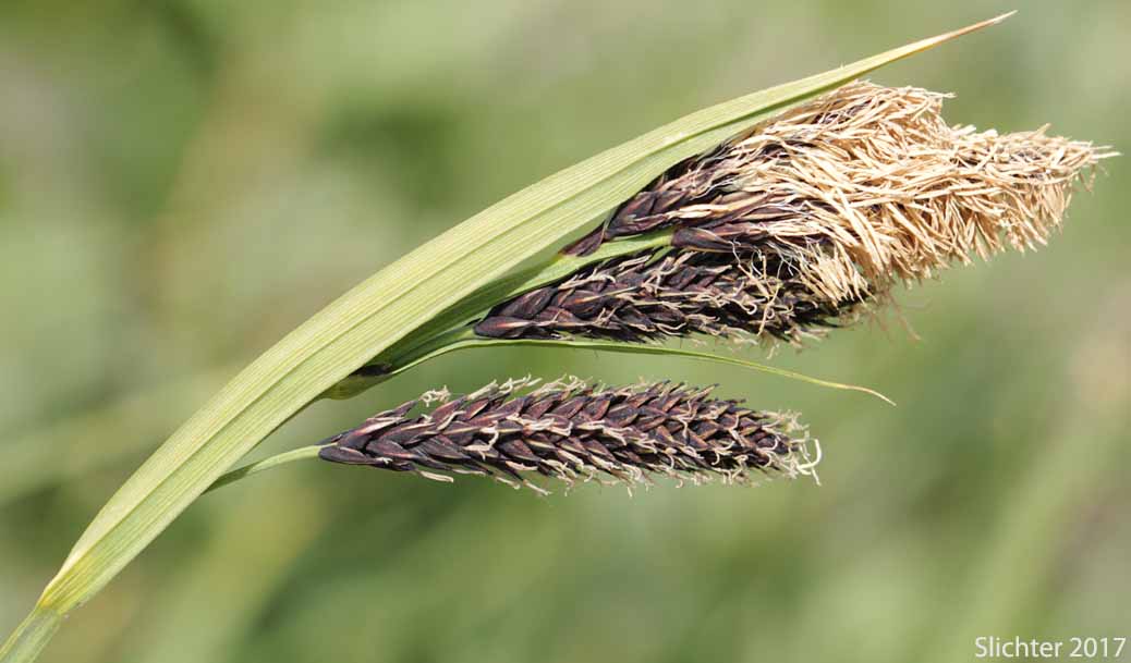 Inflorescence of Showy Sedge: Carex spectabilis (Synonyms: Carex invisa, Carex nigella, Carex spectabilis var. superba, Carex tolmiei, Carex tolmiei var. invisa)