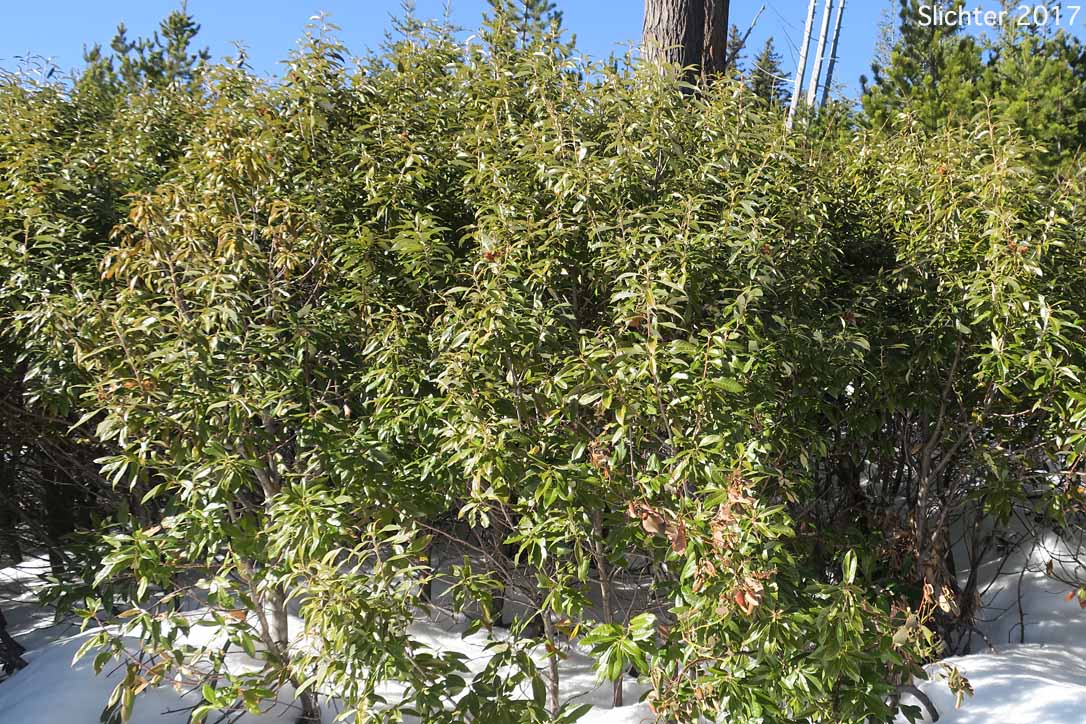 Golden Chinquapin, Giant Chinquapin: Chrysolepis chrysophylla var. chrysophylla (Synonym: Castanopsis chrysophylla var. chrysophylla)