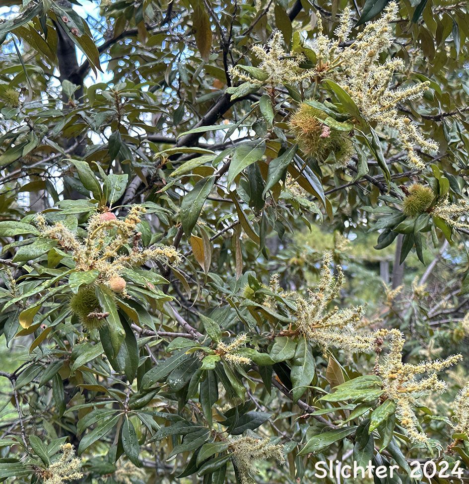 Golden Chinquapin, Giant Chinquapin: Chrysolepis chrysophylla var. chrysophylla (Synonym: Castanopsis chrysophylla var. chrysophylla)