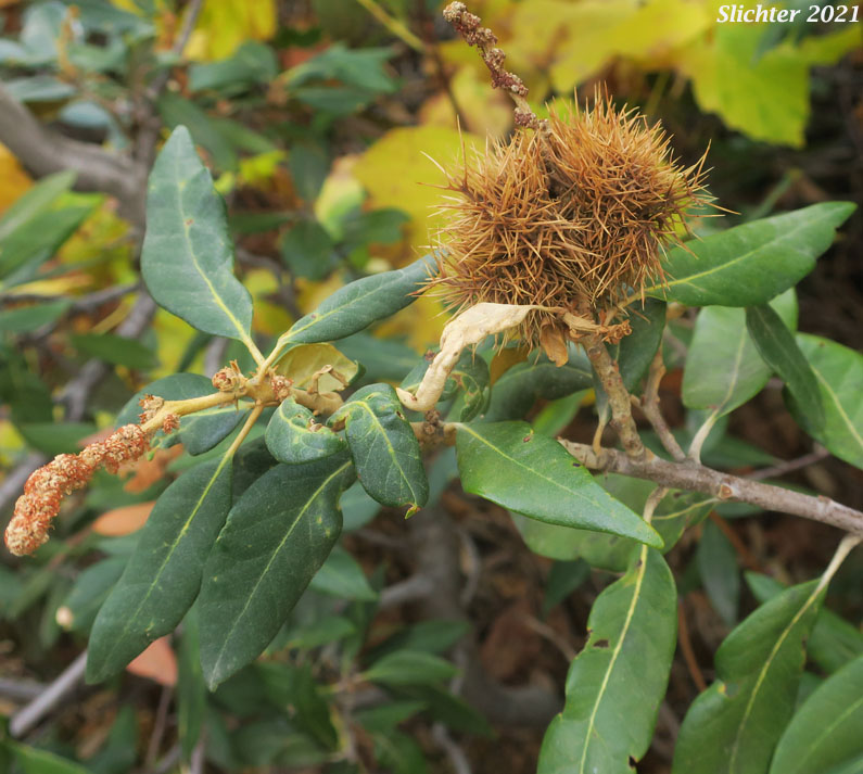 Golden Chinquapin, Giant Chinquapin: Chrysolepis chrysophylla var. chrysophylla (Synonym: Castanopsis chrysophylla var. chrysophylla)