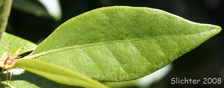 Leaf of Golden Chinquapin, Giant Chinquapin: Chrysolepis chrysophylla var. chrysophylla