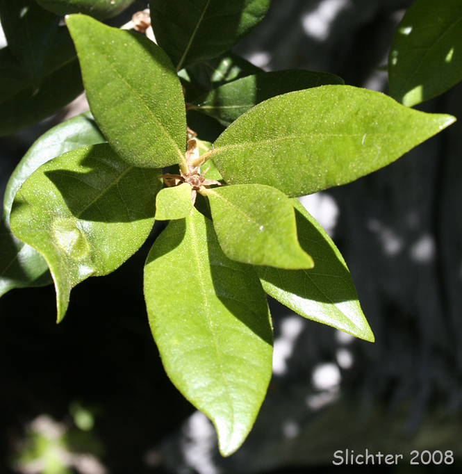 Leaves of Golden Chinquapin, Giant Chinquapin: Chrysolepis chrysophylla var. chrysophylla
