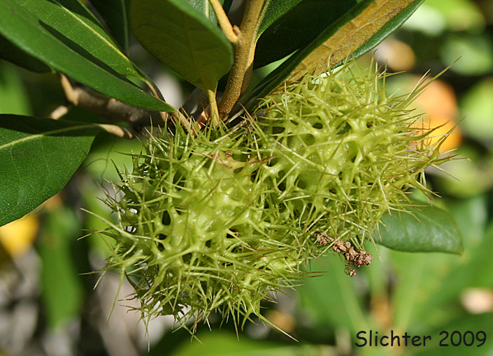 Golden Chinquapin, Giant Chinquapin: Chrysolepis chrysophylla var. chrysophylla