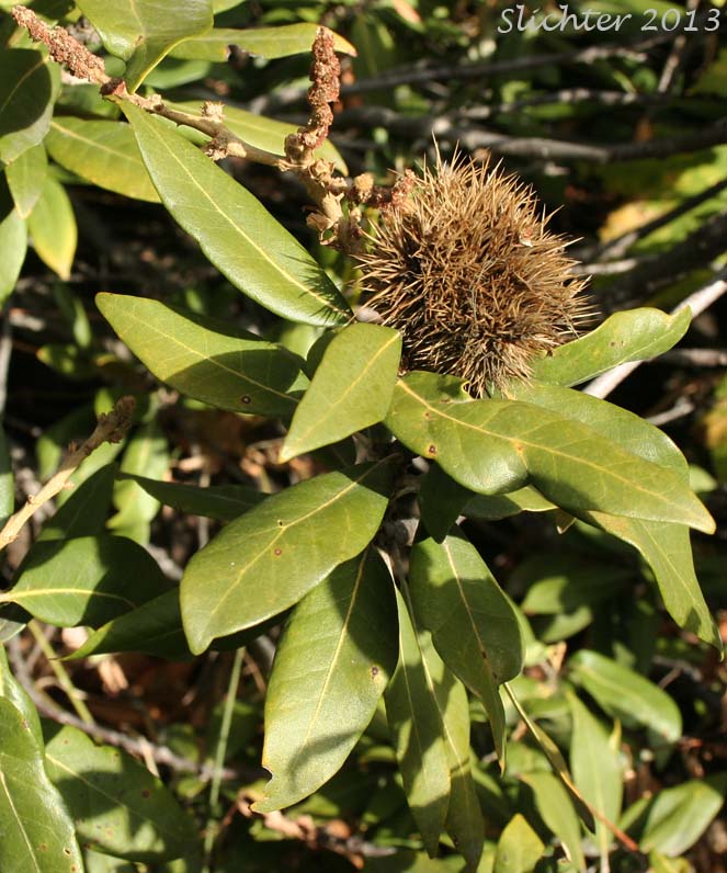 Golden Chinquapin, Giant Chinquapin: Chrysolepis chrysophylla var. chrysophylla