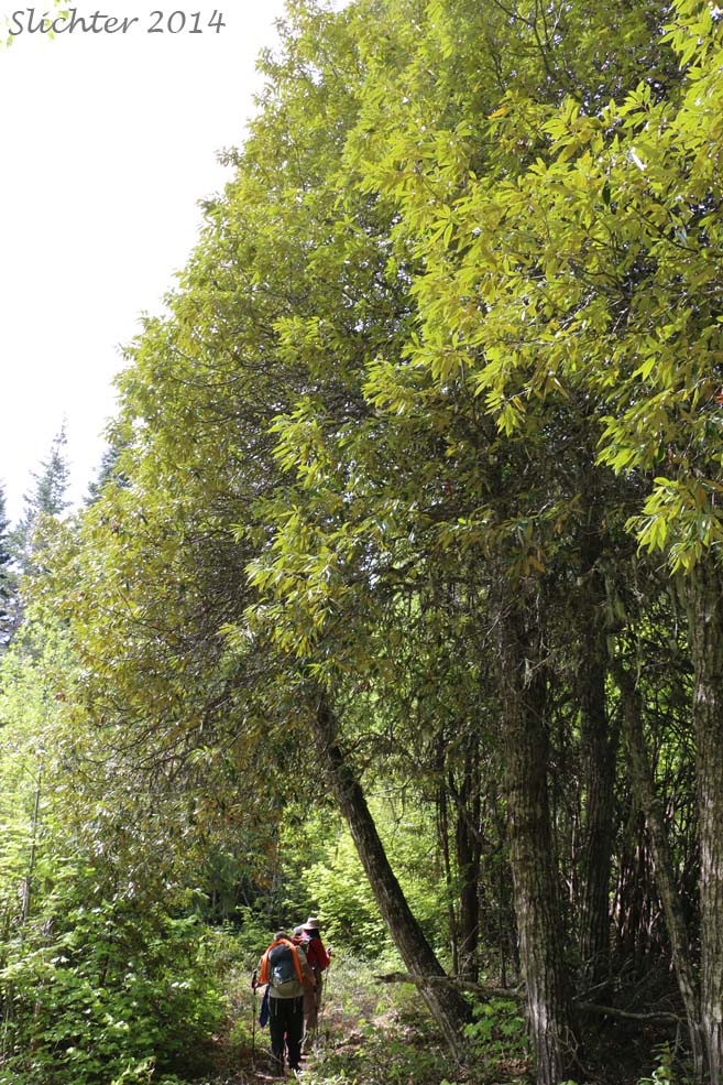 Tree-sized examples of Golden Chinquapin, Giant Chinquapin: Chrysolepis chrysophylla var. chrysophylla (Synonym: Castanopsis chrysophylla var. chrysophylla)