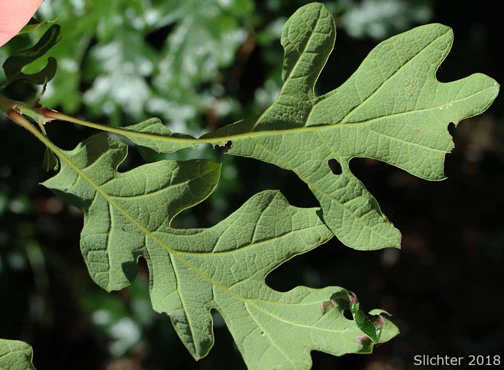 Lower leaf surfaces of Oregon White Oak: Quercus garryana var. garryana