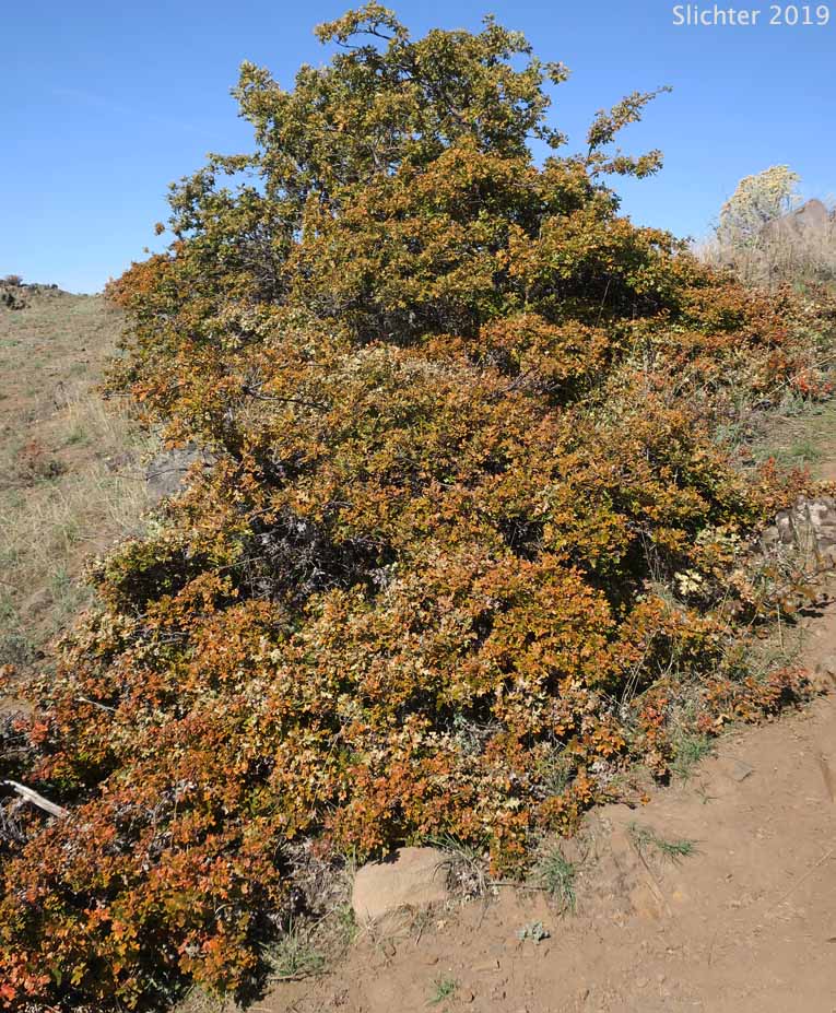 Oregon White Oak: Quercus garryana var. garryana