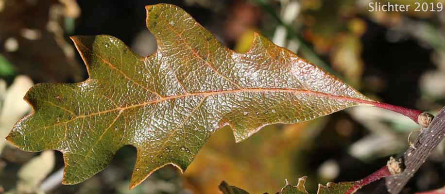Oregon White Oak: Quercus garryana var. garryana