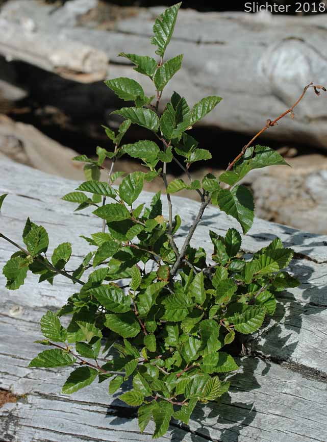 Green Alder, Mountain Alder, Siberian Alder, Sitka Alder, Slide Alder, Wavy-leaf Alder, Wavy-leaved Alder: Alnus viridis ssp. sinuata (Synonyms: Alnus alnobetula, Alnus alnobetula ssp. sinuata, Alnus crispa ssp. laciniata, Alnus crispa ssp. sinuata, Alnus sinuata, Alnus sitchensis, Alnus viridis ssp. fruiticosa, Alnus viridis ssp. sinuata, Alnus viridis var. sinuata, Duschekia sinuata)