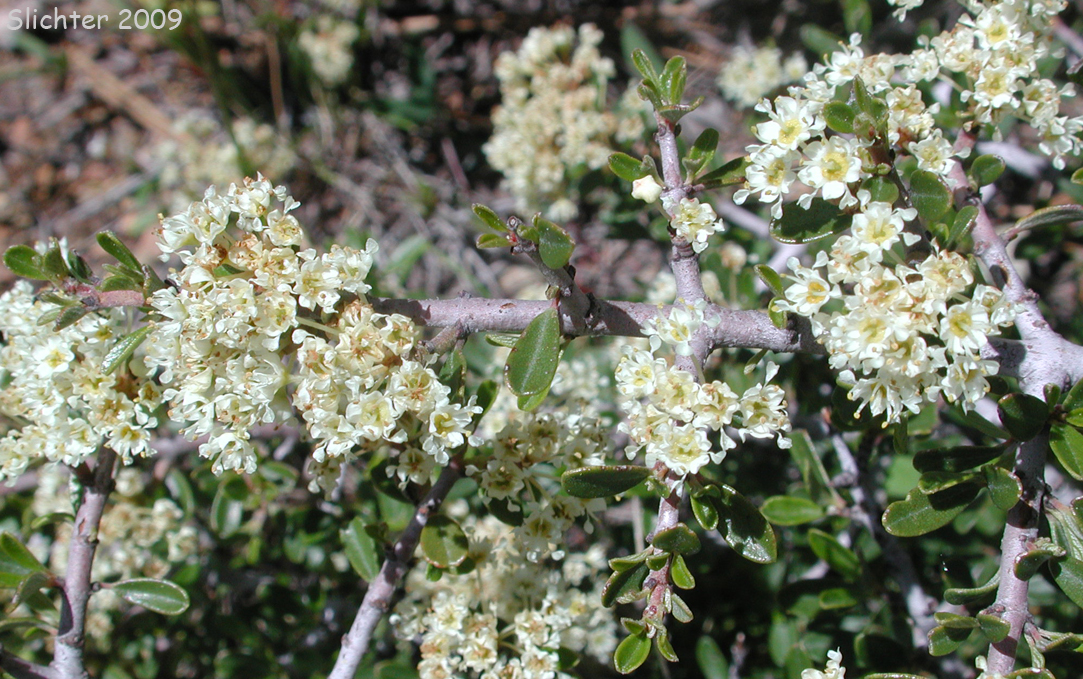 Buck Brush: Ceanothus cuneatus var. cuneatus