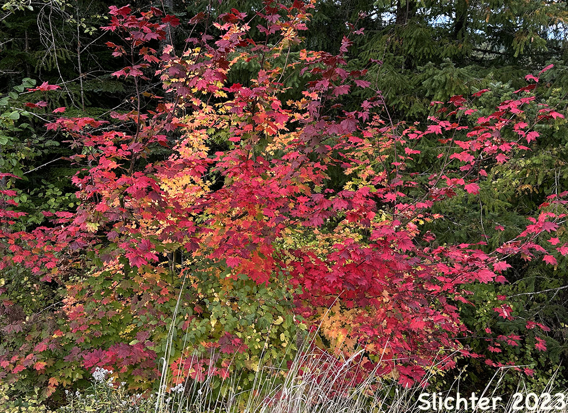 Fall foliage of Vine Maple: Acer circinatum