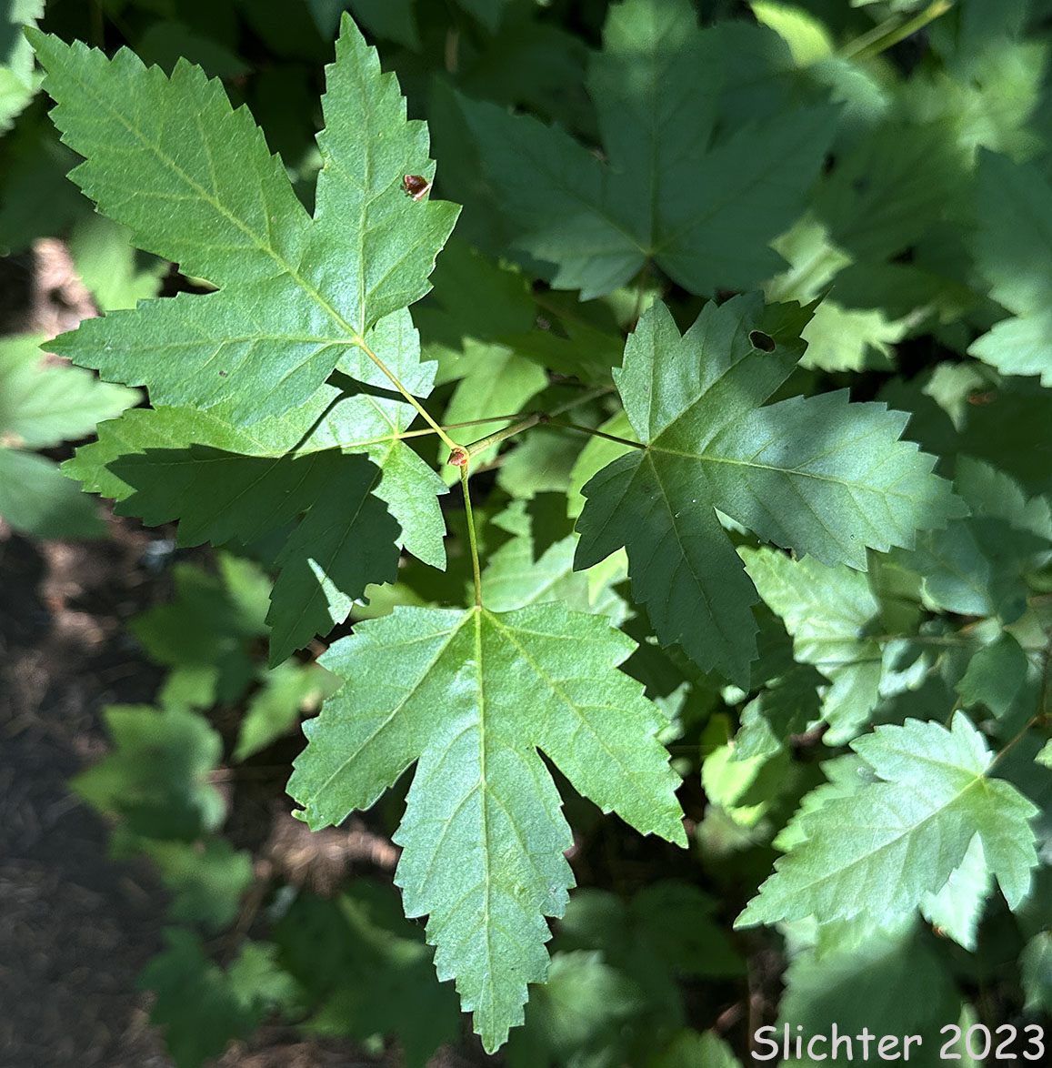 Leaf of Mountain Maple, Rocky Mountain Maple: Acer glabrum var. glabrum