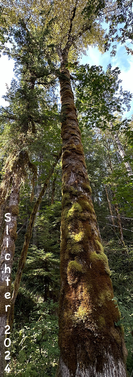 Bigleaf Maple, Big-leaf Maple: Acer macrophyllum