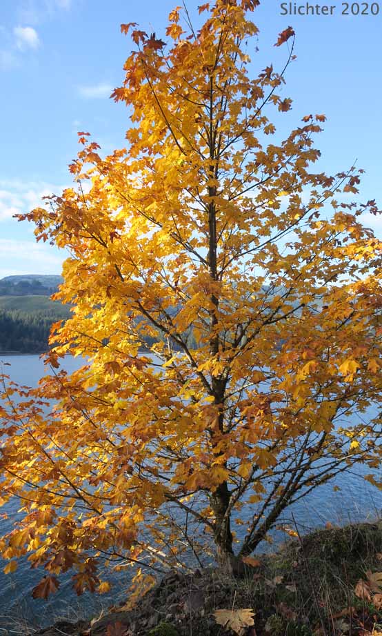 Bigleaf Maple, Big-leaf Maple: Acer macrophyllum