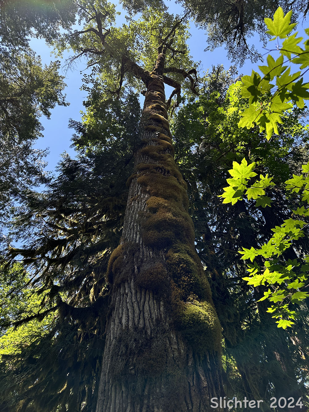 Black Cottonwood, Balsam Poplar: Populus trichocarpa (Synonyms: Populus balsamifera, Populus balsamifera var. californica, Populus balsamifera ssp. trichocarpa)