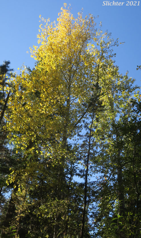 Black Cottonwood, Balsam Poplar: Populus trichocarpa (Synonyms: Populus balsamifera, Populus balsamifera var. californica, Populus balsamifera ssp. trichocarpa)