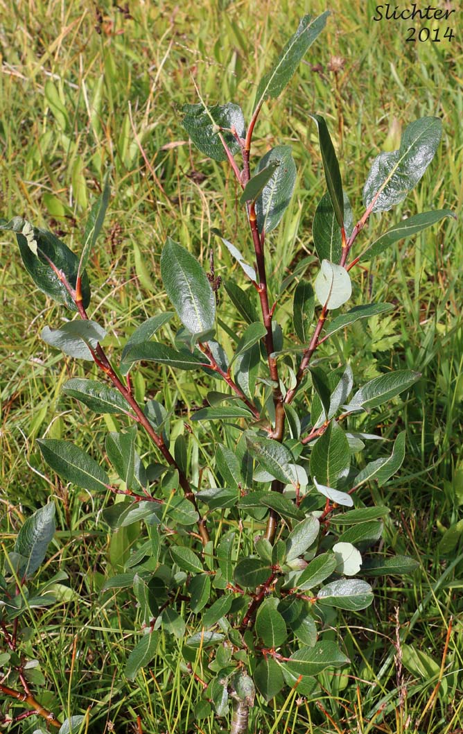 Bog Willow: Salix pedicellaris (Synonyms: Salix fuscescens, Salix fuscescens var. hebecarpa, Salix hebecarpa, Salix myrtilloides, Salix myrtilloides var. hypoglauca, Salix myrtilloides var. pedicellaris, Salix pedicellaris var. hypoglauca, Salix pedicellaris var. tenuescens)
