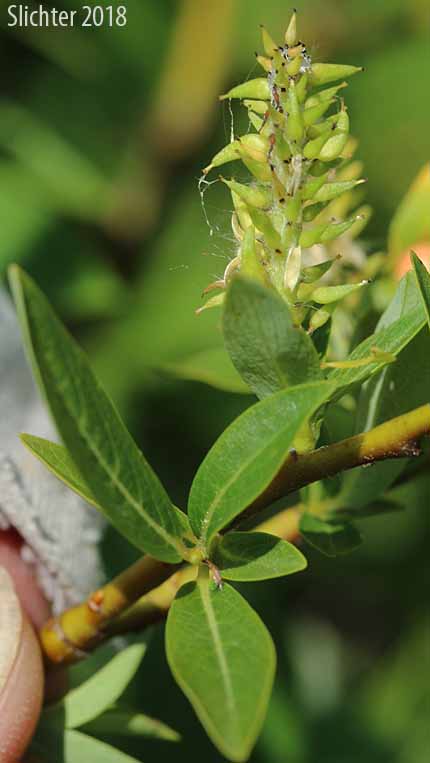 Female spike of Diamond-leaf Willow, Tea-leaf Willow, Tea-leaved Willow, Plane-leaf Willow: Salix planifolia (Synonyms: Salix monica, Salix pennata, Salix phylicifolia, Salix phylicifolia ssp. planifolia, Salix phylicifolia var. monica, Salix phylicifolia var. pennata, Salix phylicifolia var. planifolia, Salix planifolia var. monica, Salix planifolia var. nelsonii, Salix planifolia var. pennata)