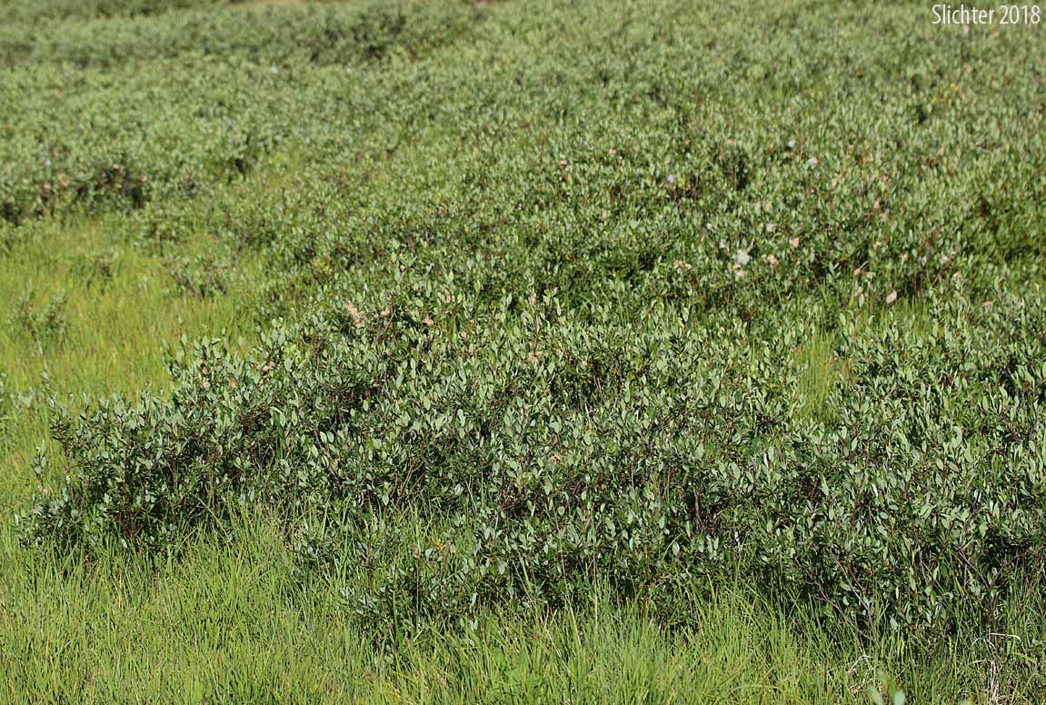 Diamond-leaf Willow, Tea-leaf Willow, Tea-leaved Willow, Plane-leaf Willow: Salix planifolia (Synonyms: Salix monica, Salix pennata, Salix phylicifolia, Salix phylicifolia ssp. planifolia, Salix phylicifolia var. monica, Salix phylicifolia var. pennata, Salix phylicifolia var. planifolia, Salix planifolia var. monica, Salix planifolia var. nelsonii, Salix planifolia var. pennata)