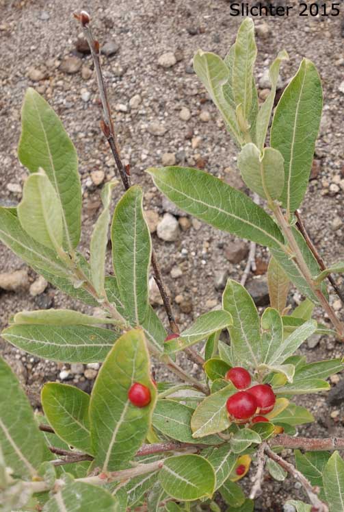 Sitka Willow: Salix sitchensis var. sitchensis (Synonyms: Salix coulteri, Salix cuneata, Salix sitchensis var. congesta, Salix sitchensis var. denudata, Salix sitchensis var. parviflora, Salix sitchensis var. ralphiana)