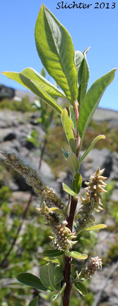 Sitka Willow: Salix sitchensis var. sitchensis (Synonyms: Salix coulteri, Salix cuneata, Salix sitchensis var. congesta, Salix sitchensis var. denudata, Salix sitchensis var. parviflora, Salix sitchensis var. ralphiana)