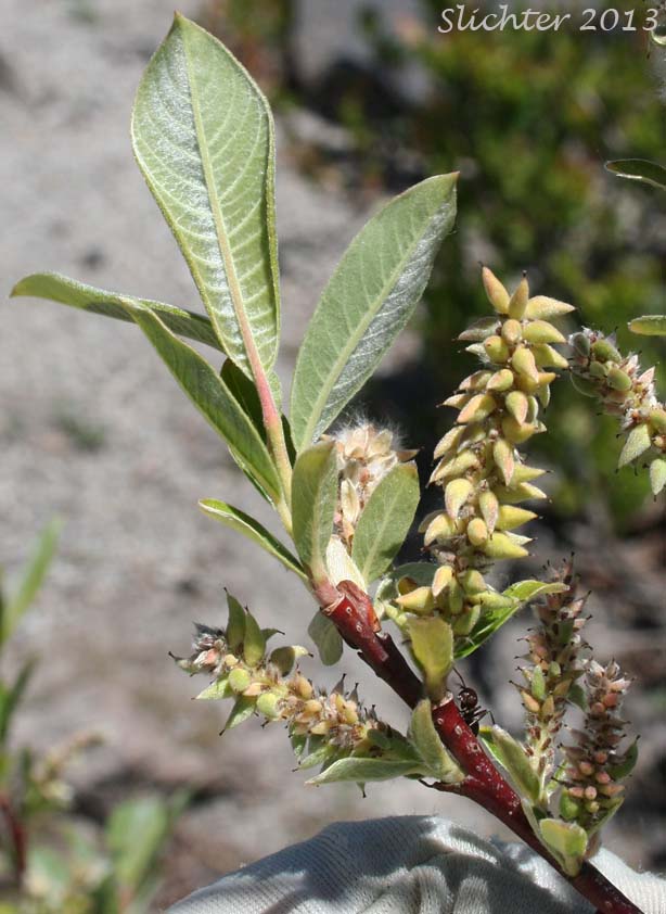 Sitka Willow: Salix sitchensis var. sitchensis (Synonyms: Salix coulteri, Salix cuneata, Salix sitchensis var. congesta, Salix sitchensis var. denudata, Salix sitchensis var. parviflora, Salix sitchensis var. ralphiana)