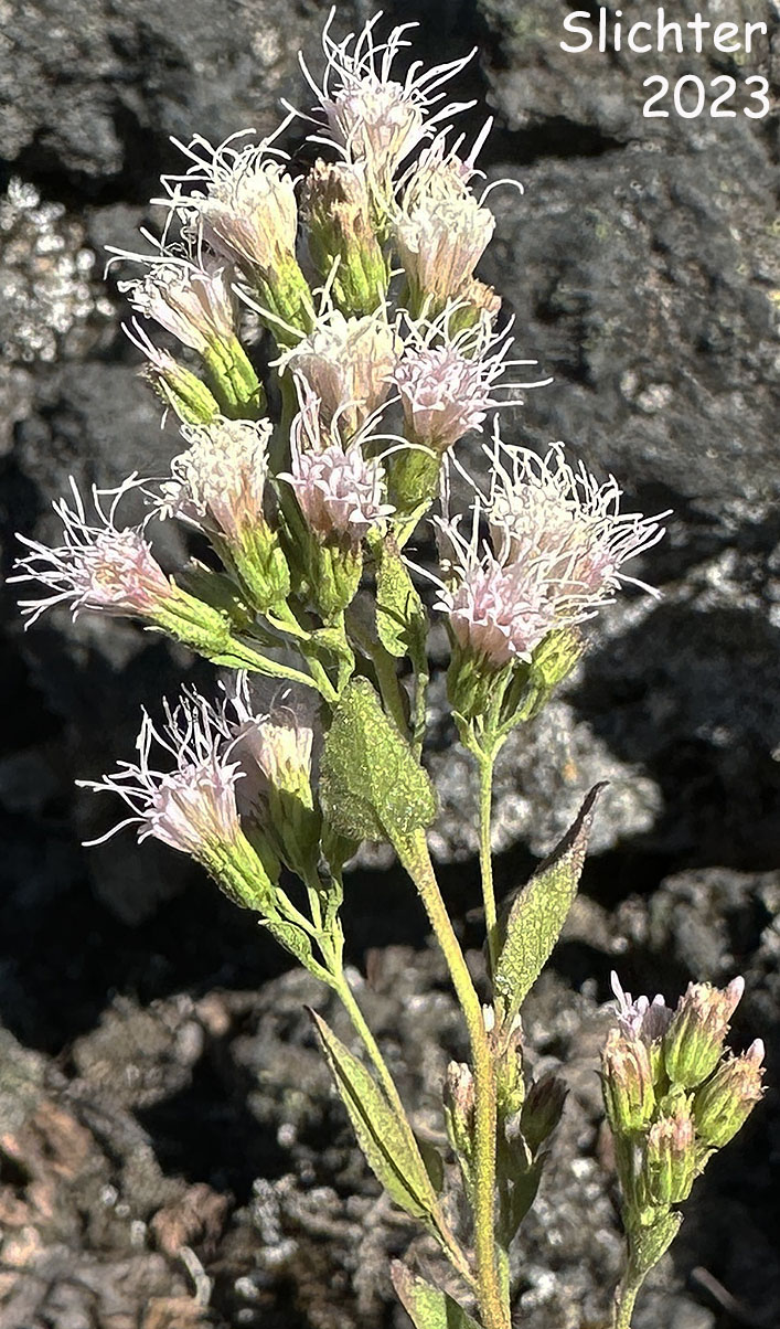 Snakeroot, Western Boneset, Western Snakeroot: Ageratina occidentalis (Synonym: Eupatorium occidentale)