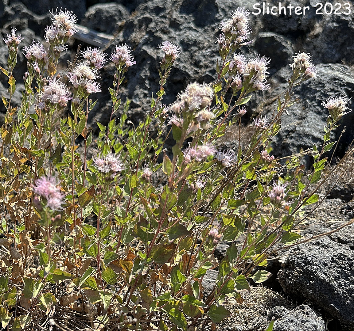 Snakeroot, Western Boneset, Western Snakeroot: Ageratina occidentalis (Synonym: Eupatorium occidentale)
