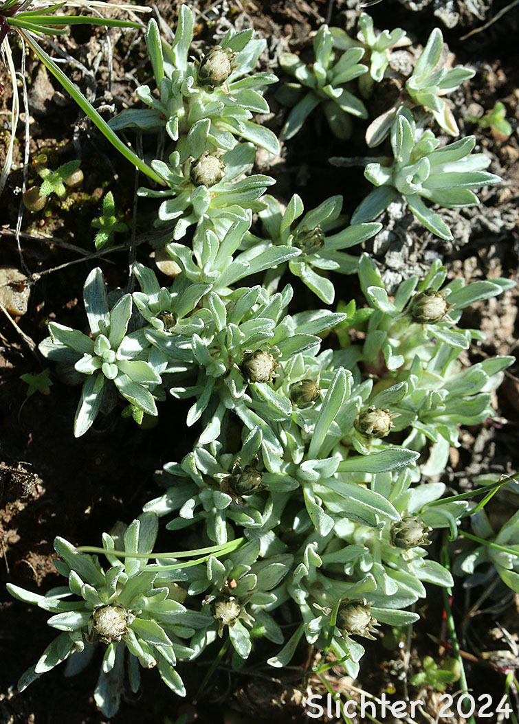 Cushion Pussytoes, Low Pussy-toes, Low Everlasting: Antennaria dimorpha (Synonyms: Antennaria dimorpha var. dimorpha, Antennaria dimorpha var. integra, Antennaria dimorpha var. latisquama, Antennaria dimorpha var. macrocephala, Antennaria dimorpha var. nuttallii, Antennaria latisquama, Antennaria macrocephala, Gnaphalium dimorphum)