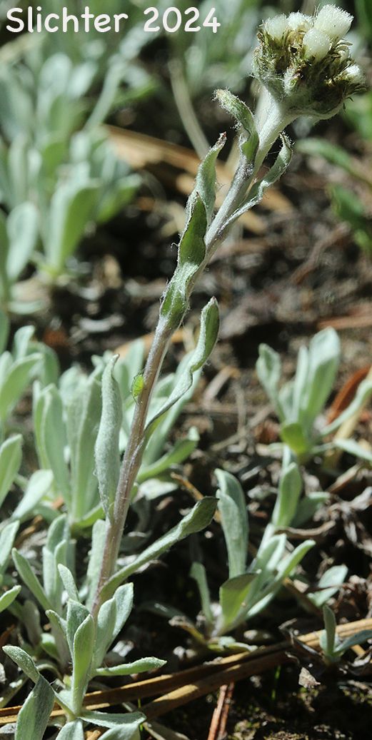 Alpine Pussytoes, Rocky Mountain Pussytoes: Antennaria media (Synonyms: Antennaria alpina, Antennaria alpina var. media)