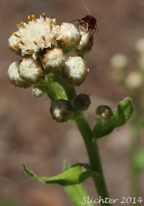 Inflorescence of Hooker's Pussytoes, Raceme Pussytoes, Raceme Pussy-toes, Racemose Pussytoes, Slender Everlasting, Slender Pussytoes: Antennaria racemosa