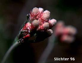 Rosy Pussytoes, Littleleaf Pussytoes, Little-leaf Pussytoes, White Pussytoes: Antennaria microphylla (Synonyms: Antennaria bracteosa, Antennaria concinna, Antennaria microphylla var. solstitialis, Antennaria nitida, Antennaria rosea, Antennaria rosea ssp. arida, Antennaria rosea ssp. confinis, Antennaria rosea ssp. pulvinata, Antennaria rosea ssp. rosea, Antenaria rosea var. nitida, Antennaria nitida)